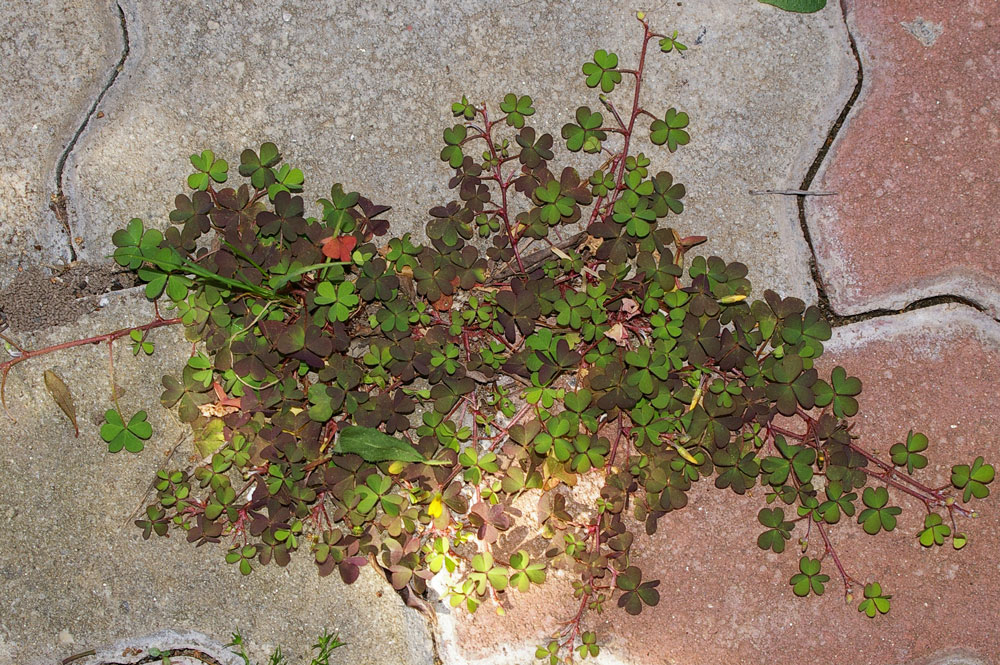 Oxalis corniculata  /  Acetosella dei campi